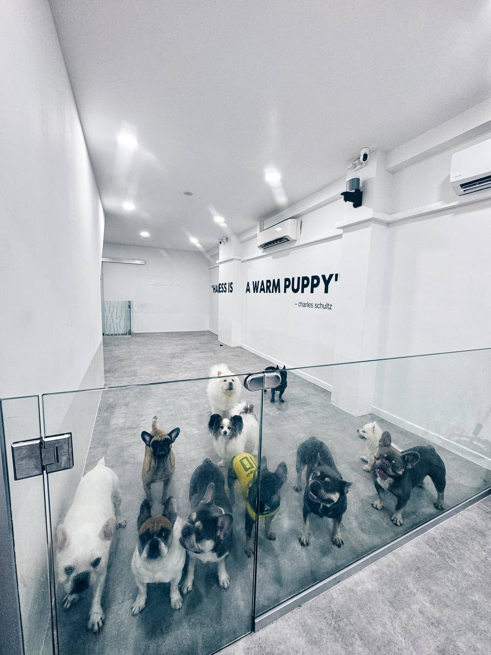 Dogs in an existing Hello Human care environment